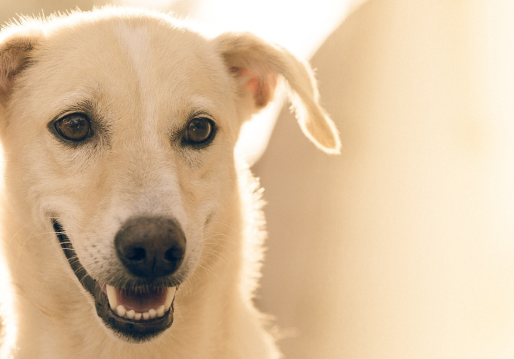 carpet cleaning service